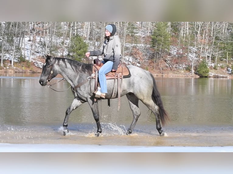 American Quarter Horse Gelding 4 years 15 hh Roan-Blue in Rebersburg, PA