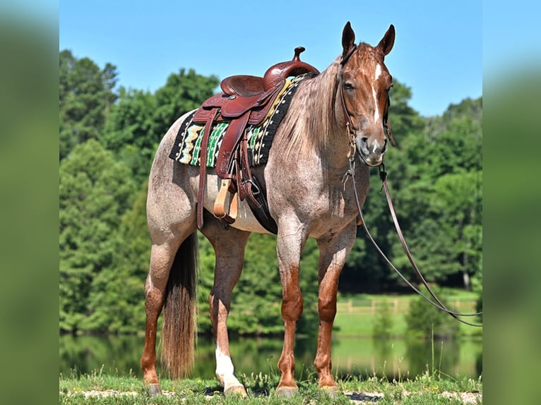 American Quarter Horse Gelding 4 years 15 hh Roan-Red in Harrisburg