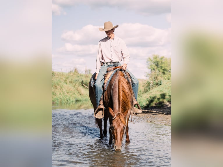 American Quarter Horse Gelding 4 years 15 hh Roan-Red in Decorah