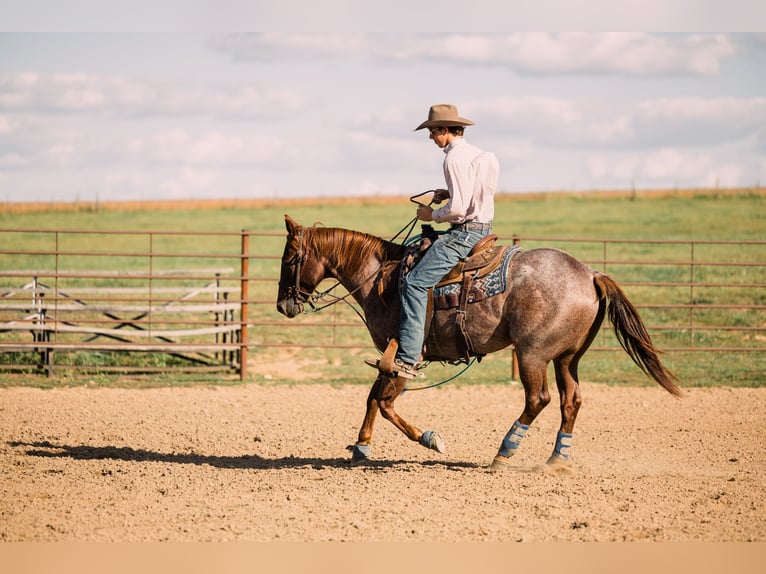 American Quarter Horse Gelding 4 years 15 hh Roan-Red in Decorah