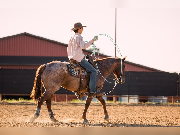 American Quarter Horse Gelding 4 years 15 hh Roan-Red in Decorah