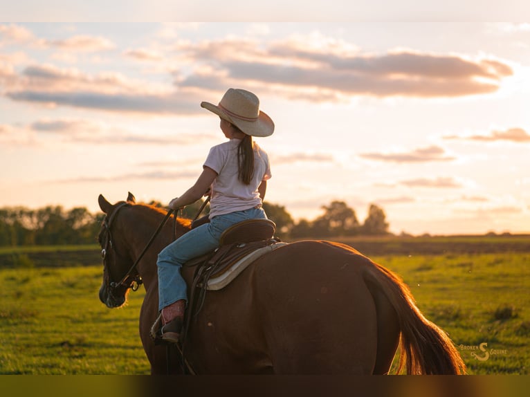 American Quarter Horse Gelding 4 years 15 hh Sorrel in Bogard