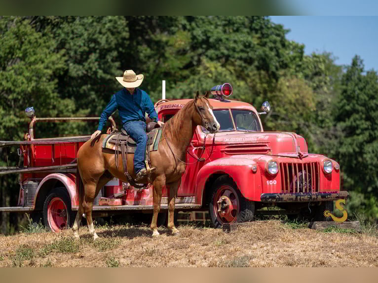 American Quarter Horse Gelding 4 years 15 hh Sorrel in Bogard