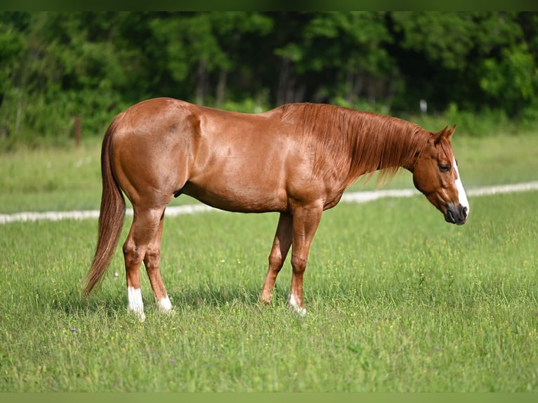 American Quarter Horse Gelding 4 years 15 hh Sorrel in Stephenville