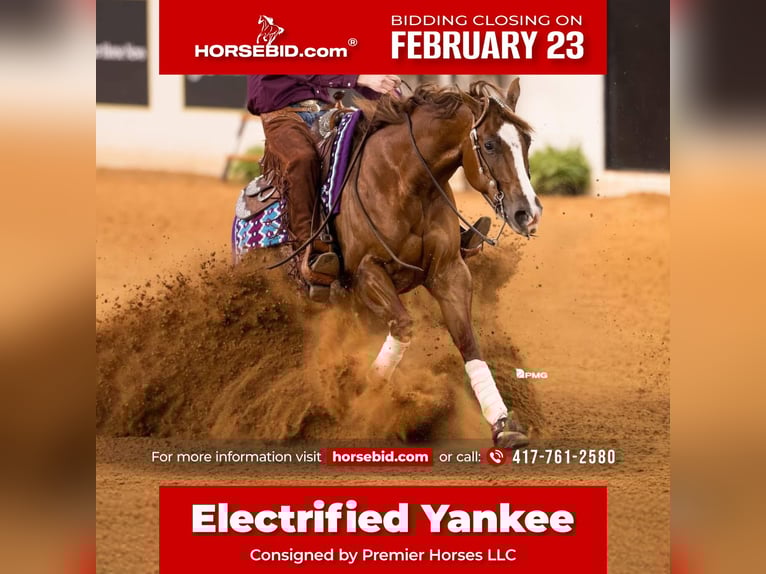 American Quarter Horse Gelding 4 years 15 hh Sorrel in Buffalo