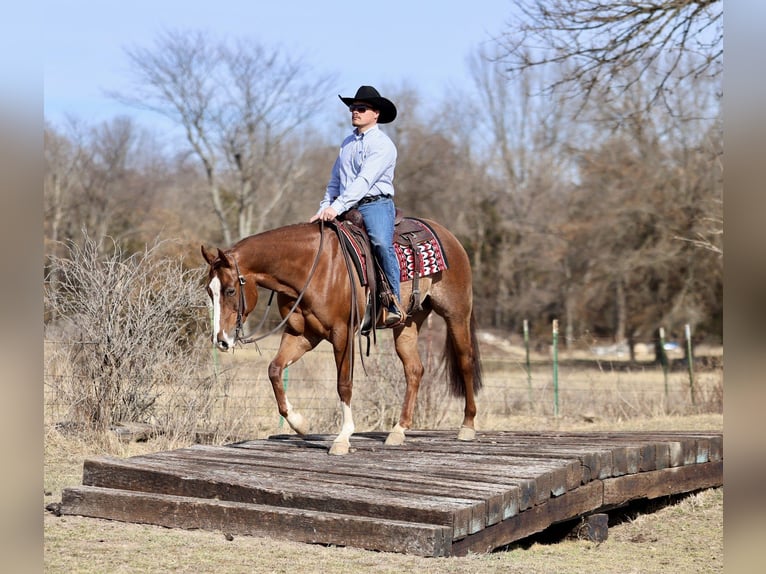 American Quarter Horse Gelding 4 years 15 hh Sorrel in Buffalo
