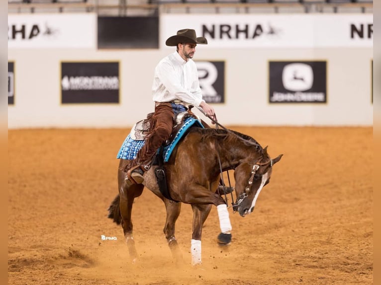 American Quarter Horse Gelding 4 years 15 hh Sorrel in Buffalo