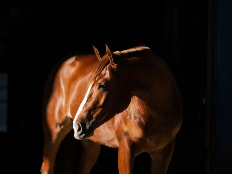 American Quarter Horse Gelding 4 years 15 hh Sorrel in Caldwell