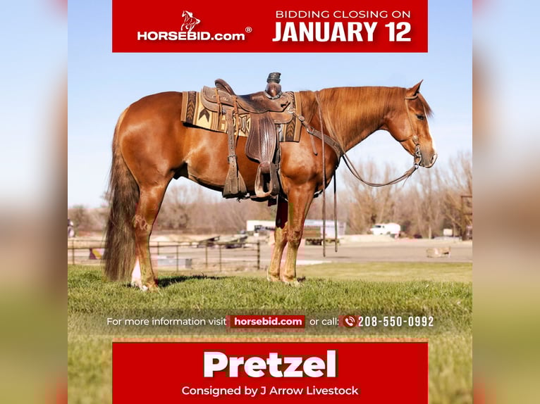 American Quarter Horse Gelding 4 years 15 hh Sorrel in Caldwell