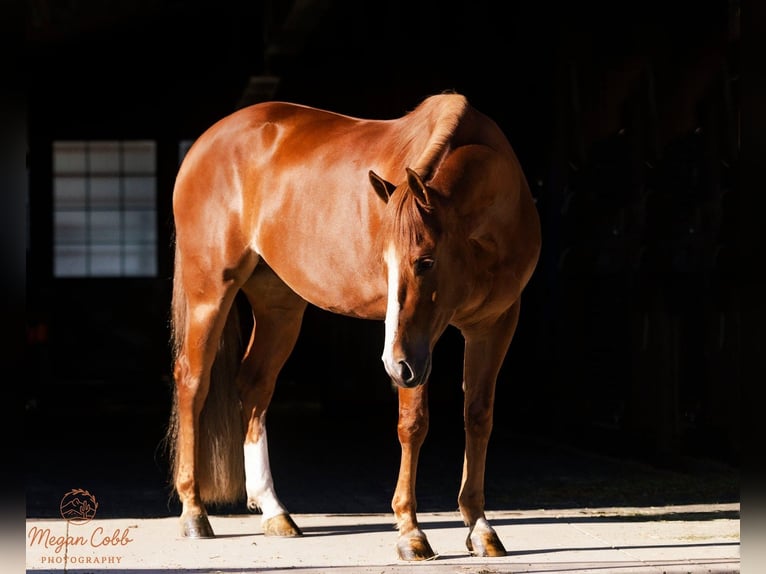 American Quarter Horse Gelding 4 years 15 hh Sorrel in Caldwell