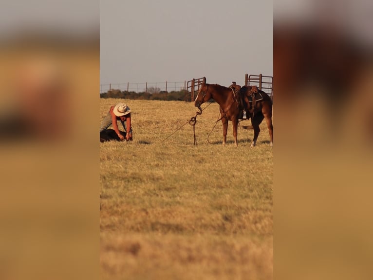 American Quarter Horse Gelding 4 years 15 hh Sorrel in Stephenville