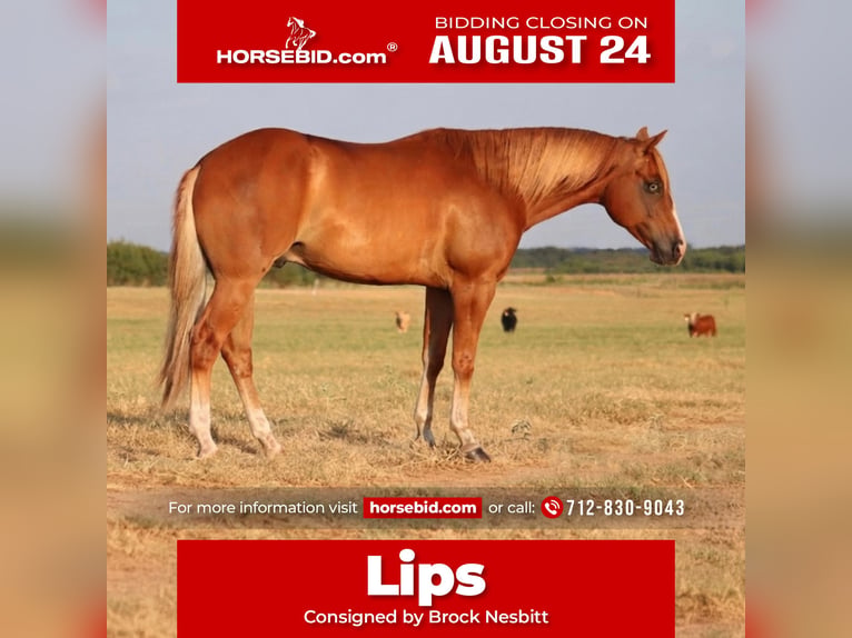 American Quarter Horse Gelding 4 years 15 hh Sorrel in Stephenville