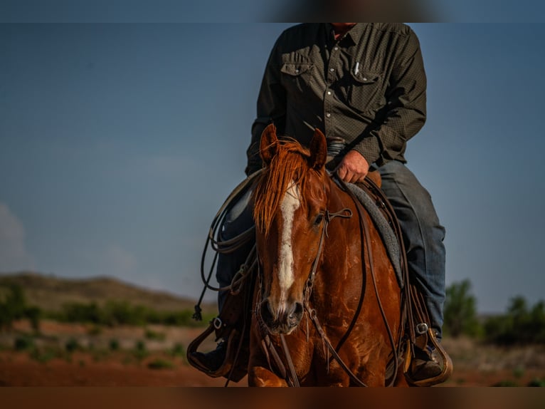 American Quarter Horse Gelding 4 years 15 hh Sorrel in Canyon