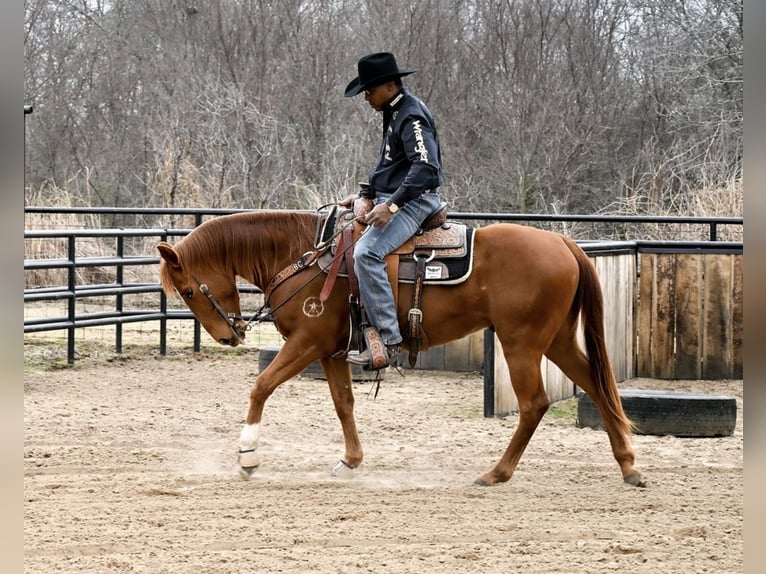 American Quarter Horse Gelding 4 years 15 hh Sorrel in Checotah