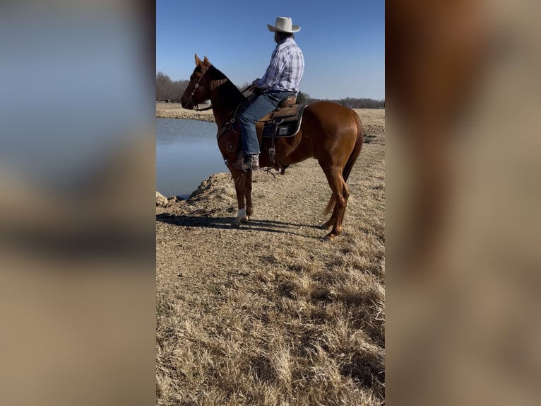 American Quarter Horse Gelding 4 years 15 hh Sorrel in Checotah
