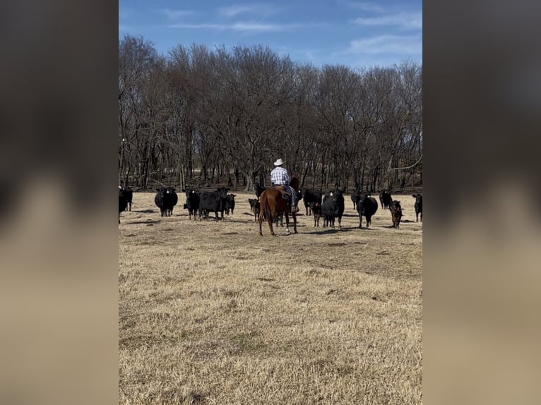 American Quarter Horse Gelding 4 years 15 hh Sorrel in Checotah