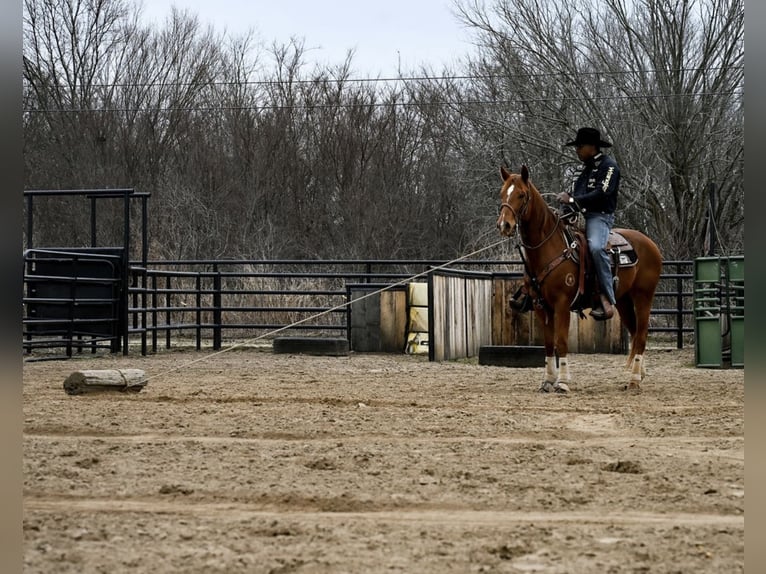 American Quarter Horse Gelding 4 years 15 hh Sorrel in Checotah