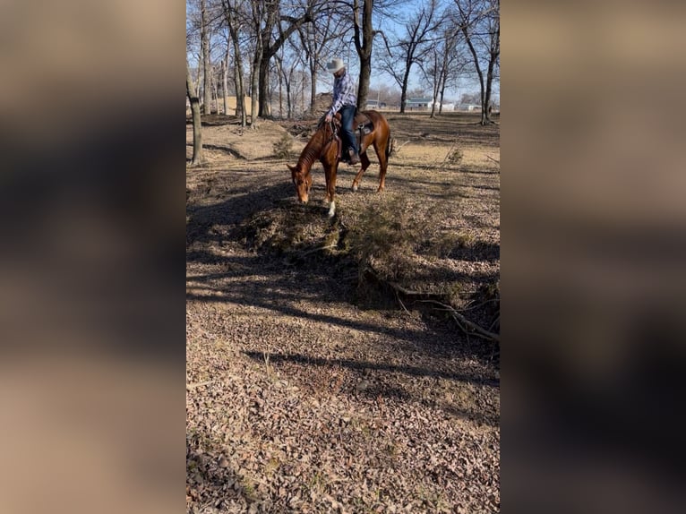 American Quarter Horse Gelding 4 years 15 hh Sorrel in Checotah