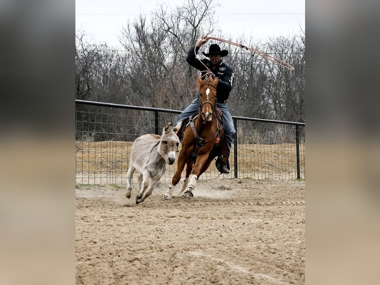 American Quarter Horse Gelding 4 years 15 hh Sorrel in Checotah