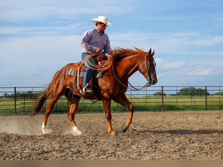 American Quarter Horse Gelding 4 years 15 hh Sorrel in La Grange