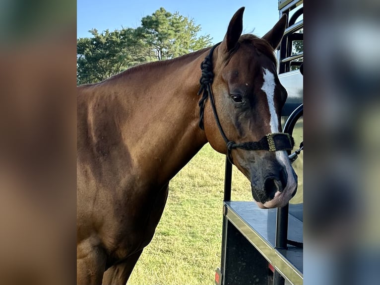 American Quarter Horse Gelding 4 years 15 hh Sorrel in Valley View