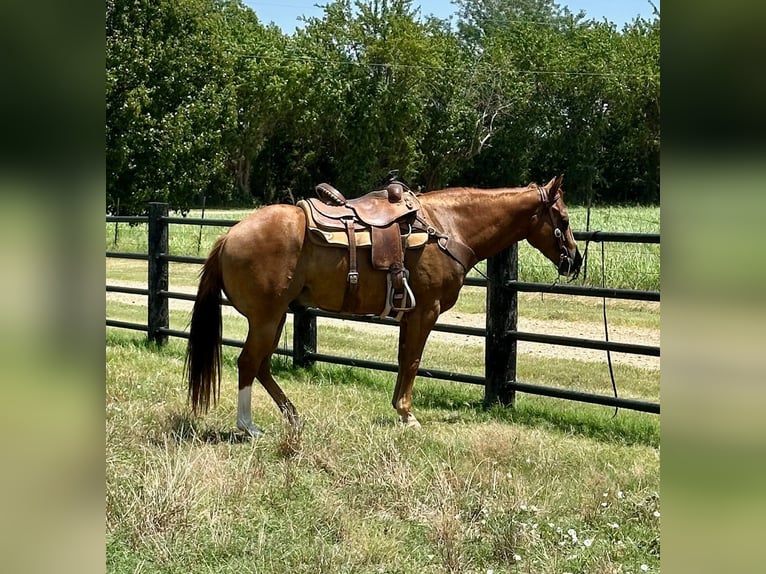 American Quarter Horse Gelding 4 years 15 hh Sorrel in Valley View