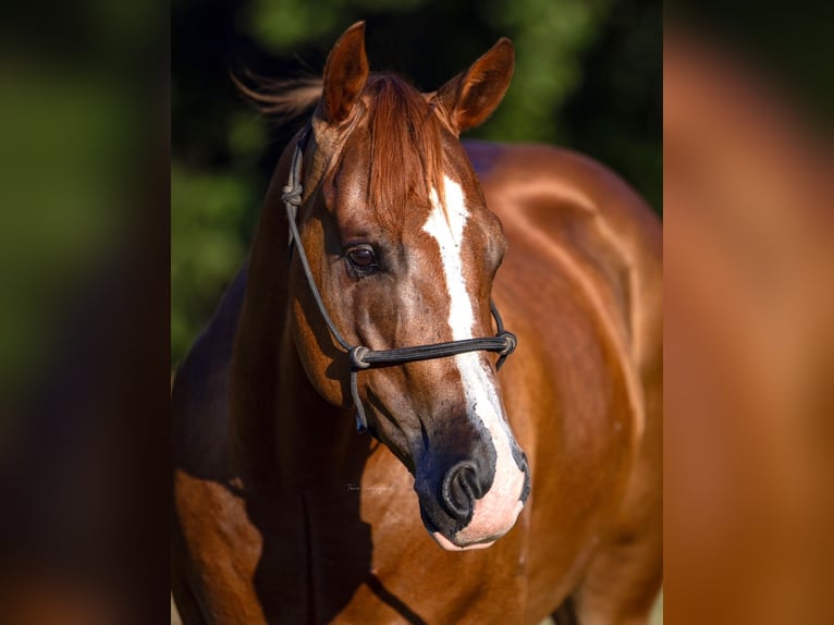 American Quarter Horse Gelding 4 years 15 hh Sorrel in Valley View