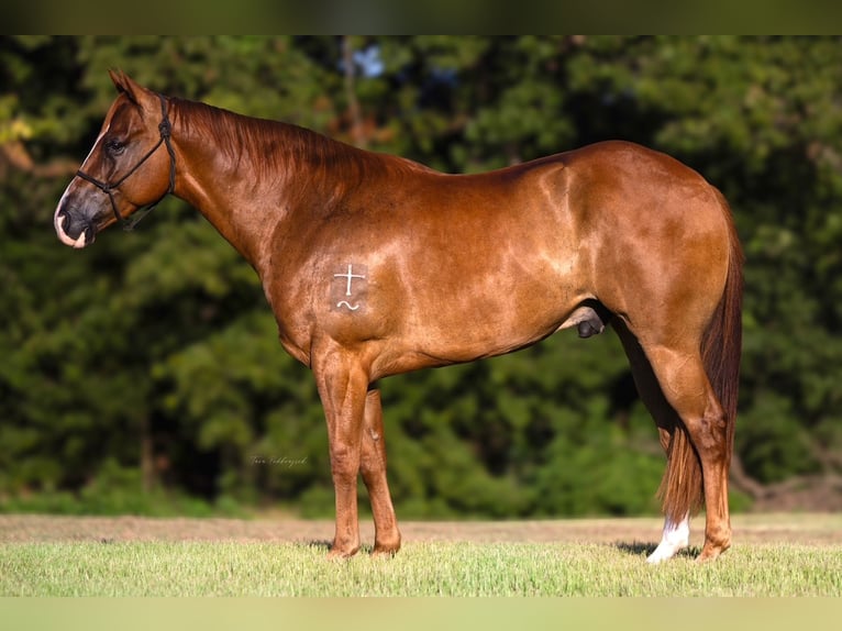 American Quarter Horse Gelding 4 years 15 hh Sorrel in Valley View
