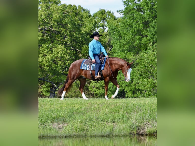 American Quarter Horse Gelding 4 years 15 hh Sorrel in Buffalo, MO