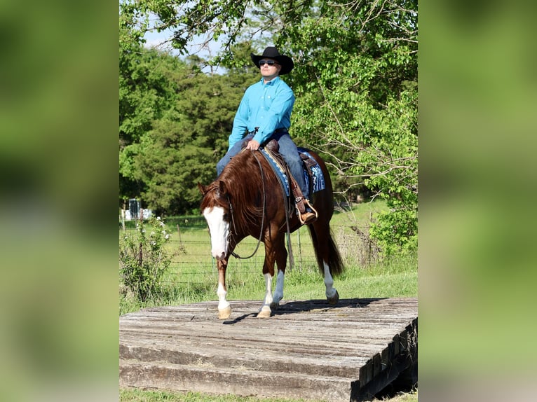 American Quarter Horse Gelding 4 years 15 hh Sorrel in Buffalo, MO