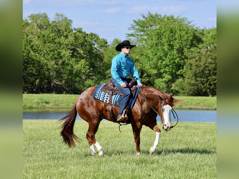 American Quarter Horse Gelding 4 years 15 hh Sorrel in Buffalo, MO