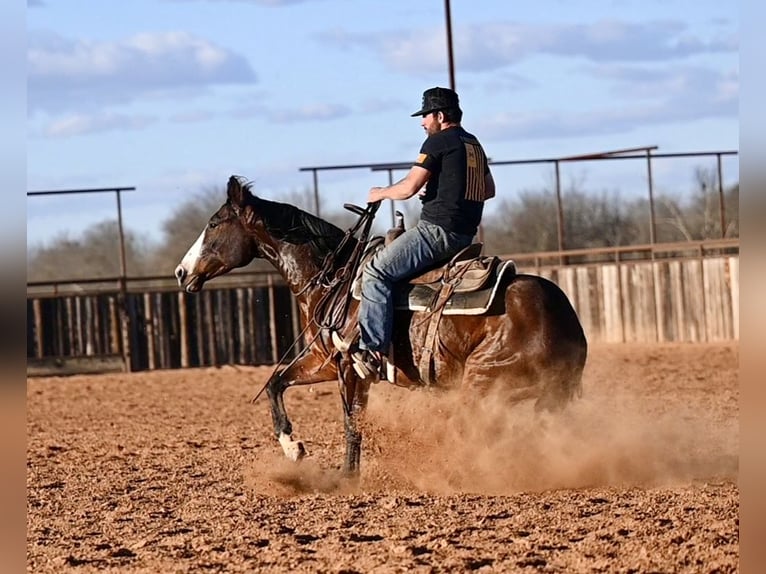 American Quarter Horse Gelding 4 years 15,1 hh Bay in Waco
