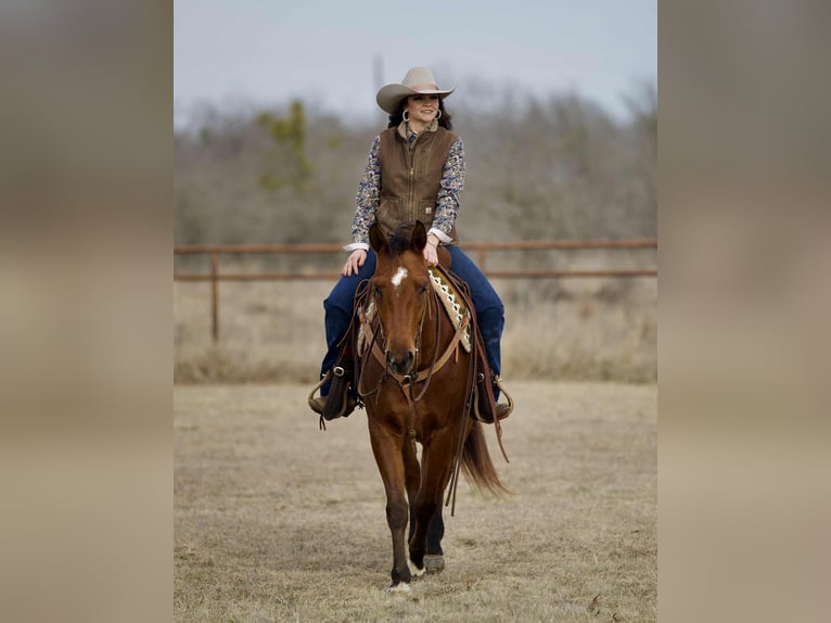 American Quarter Horse Gelding 4 years 15,1 hh Bay in Georgetown