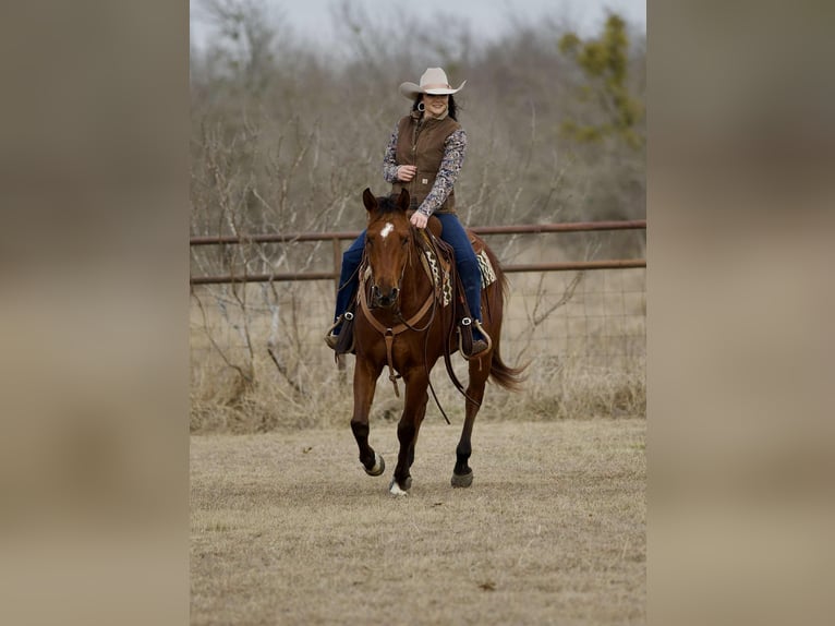 American Quarter Horse Gelding 4 years 15,1 hh Bay in Georgetown