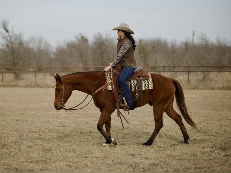 American Quarter Horse Gelding 4 years 15,1 hh Bay in Georgetown