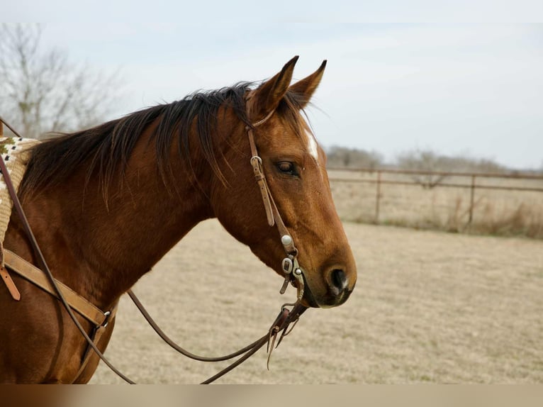 American Quarter Horse Gelding 4 years 15,1 hh Bay in Georgetown