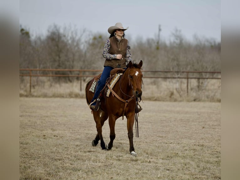 American Quarter Horse Gelding 4 years 15,1 hh Bay in Georgetown