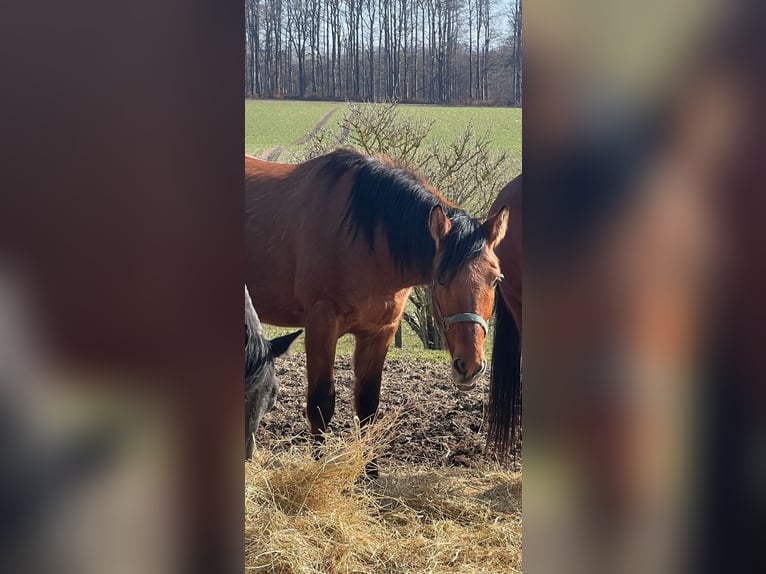 American Quarter Horse Mix Gelding 4 years 15,1 hh Brown in Kaltohmfeld