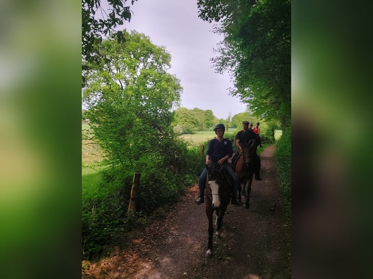 American Quarter Horse Gelding 4 years 15,1 hh Brown in Lonlay l'Abbaye