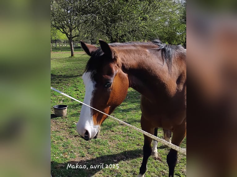American Quarter Horse Gelding 4 years 15,1 hh Brown in Lonlay l'Abbaye