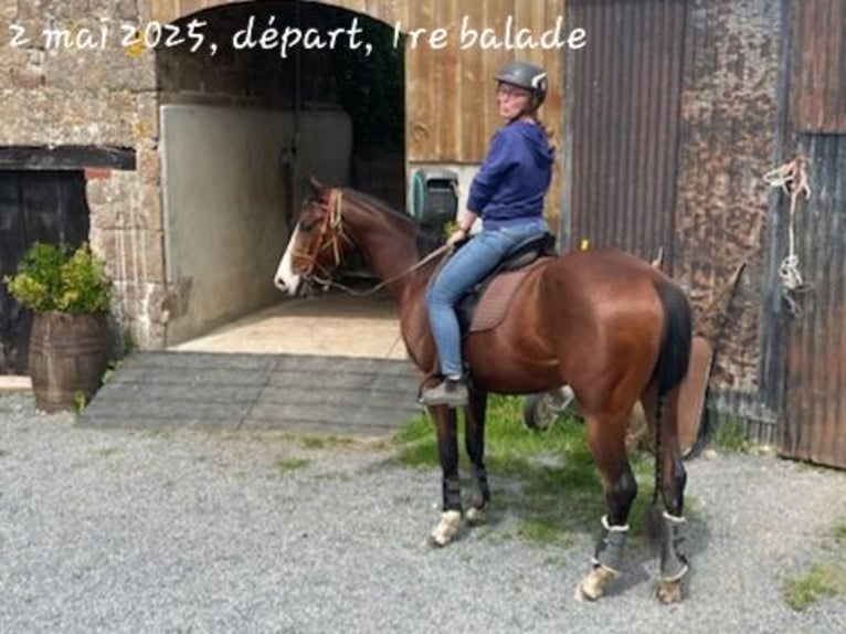 American Quarter Horse Gelding 4 years 15,1 hh Brown in Lonlay l'Abbaye