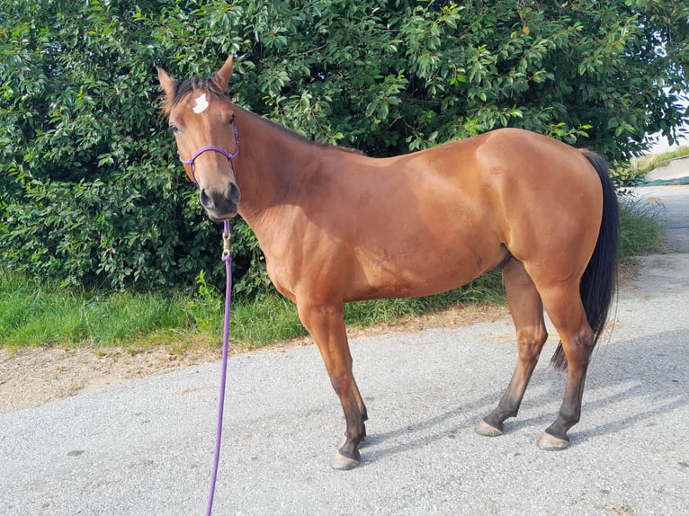American Quarter Horse Gelding 4 years 15,1 hh Brown in Waldkirchen