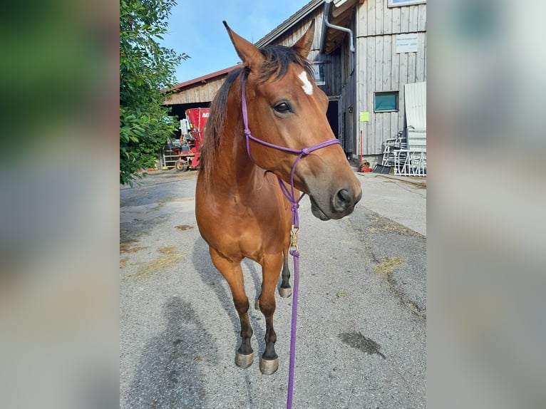 American Quarter Horse Gelding 4 years 15,1 hh Brown in Waldkirchen