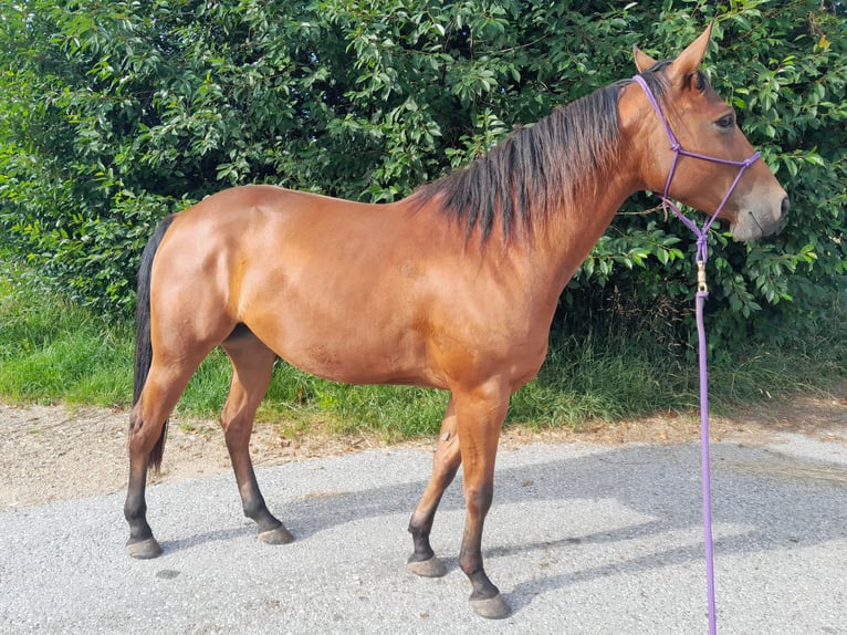 American Quarter Horse Gelding 4 years 15,1 hh Brown in Waldkirchen