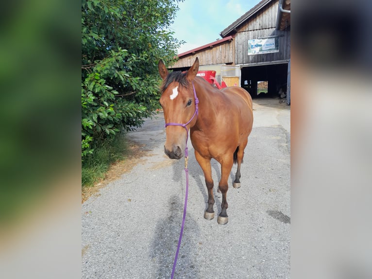 American Quarter Horse Gelding 4 years 15,1 hh Brown in Waldkirchen