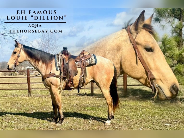 American Quarter Horse Gelding 4 years 15,1 hh Buckskin in Willow Springs, MO