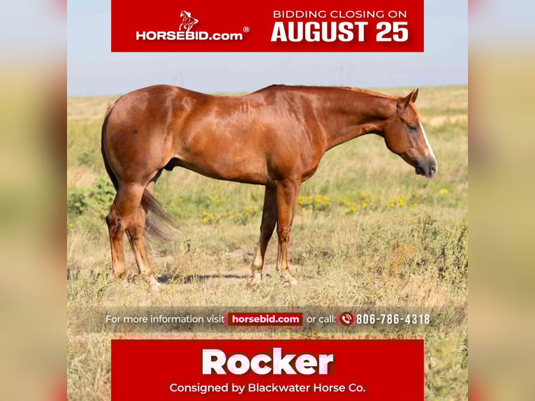 American Quarter Horse Gelding 4 years 15,1 hh Chestnut in Canyon, TX