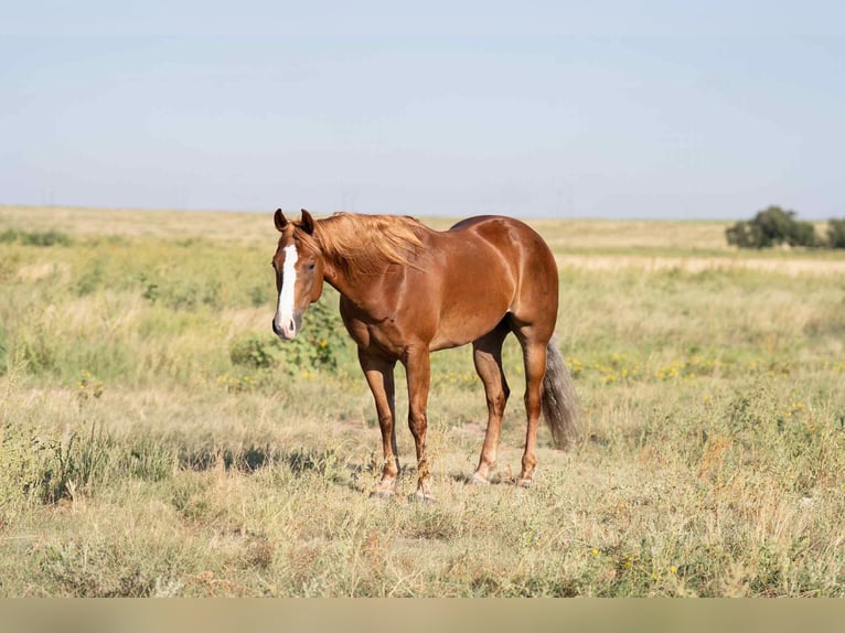 American Quarter Horse Gelding 4 years 15,1 hh Chestnut in Canyon, TX