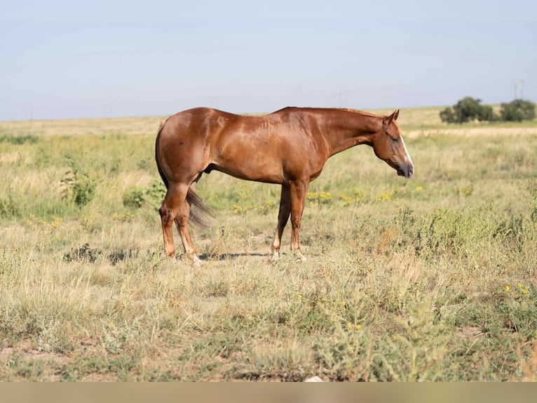 American Quarter Horse Gelding 4 years 15,1 hh Chestnut in Canyon, TX