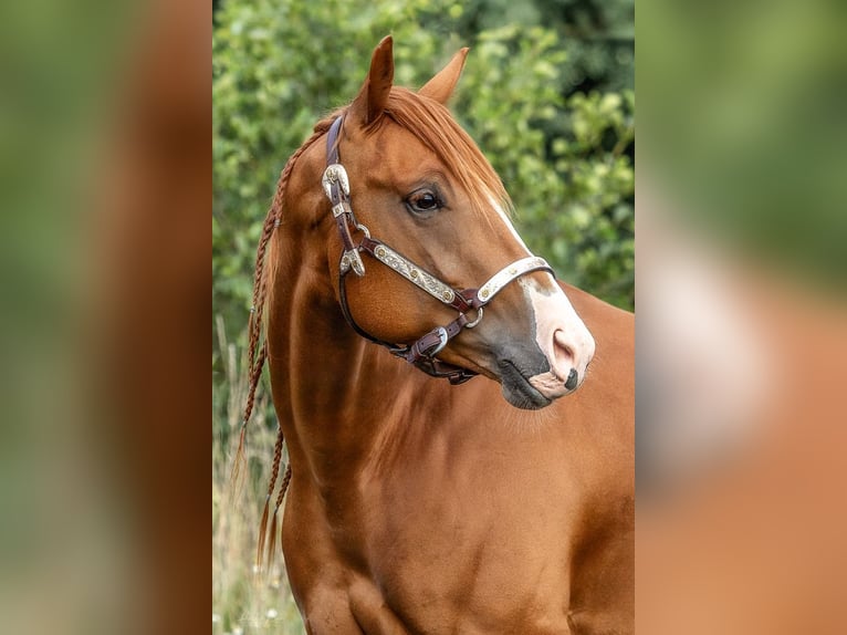 American Quarter Horse Gelding 4 years 15,1 hh Chestnut-Red in Laubach